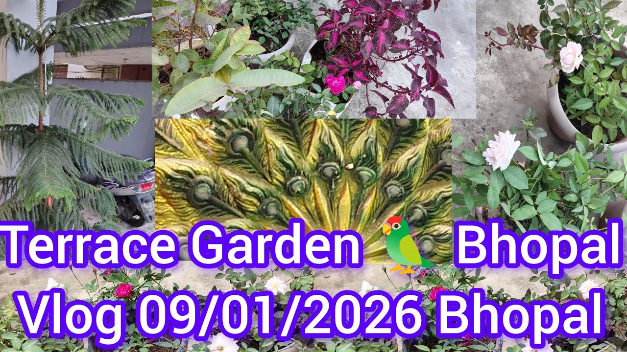 Terrace Garden 🦜 Vlog Bhopal 09/01/2026 Live ll Youtube ll vlog video ll Viralvedeo ll Mukund Sable