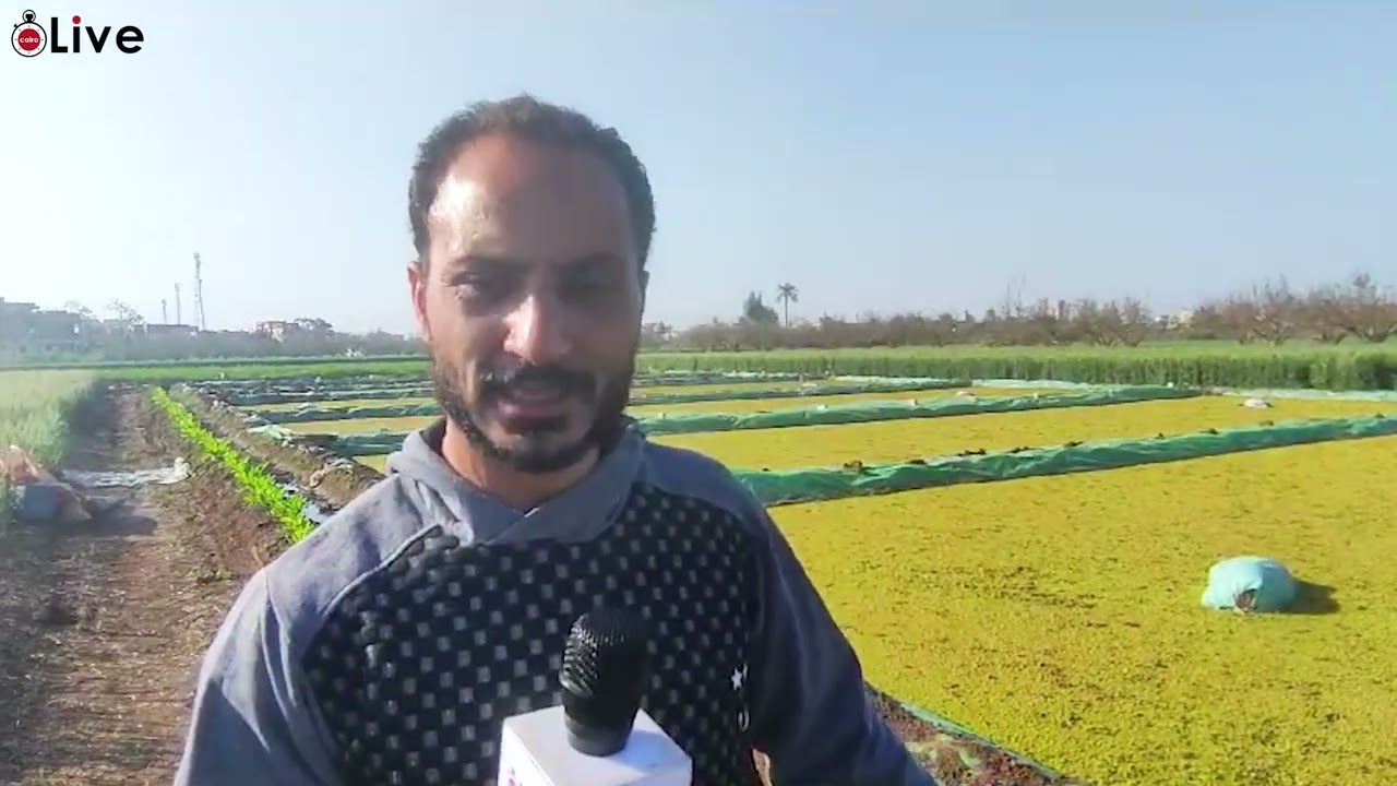 الأزولا أرخص علف في مصر..كيف تغلب المزارعين بالمنوفية على ارتفاع أسعار الأعلاف