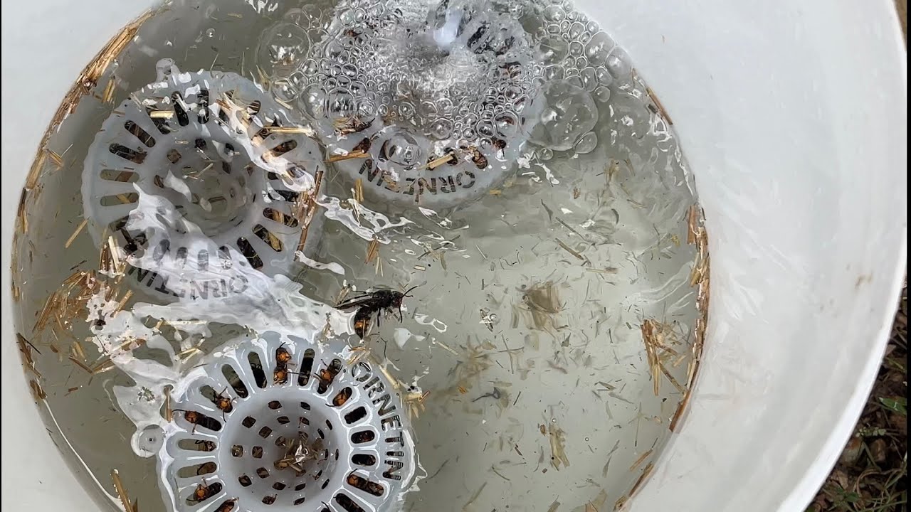 Asian Hornet Safe Removal: Easy Trap Maintenance and Cleaning