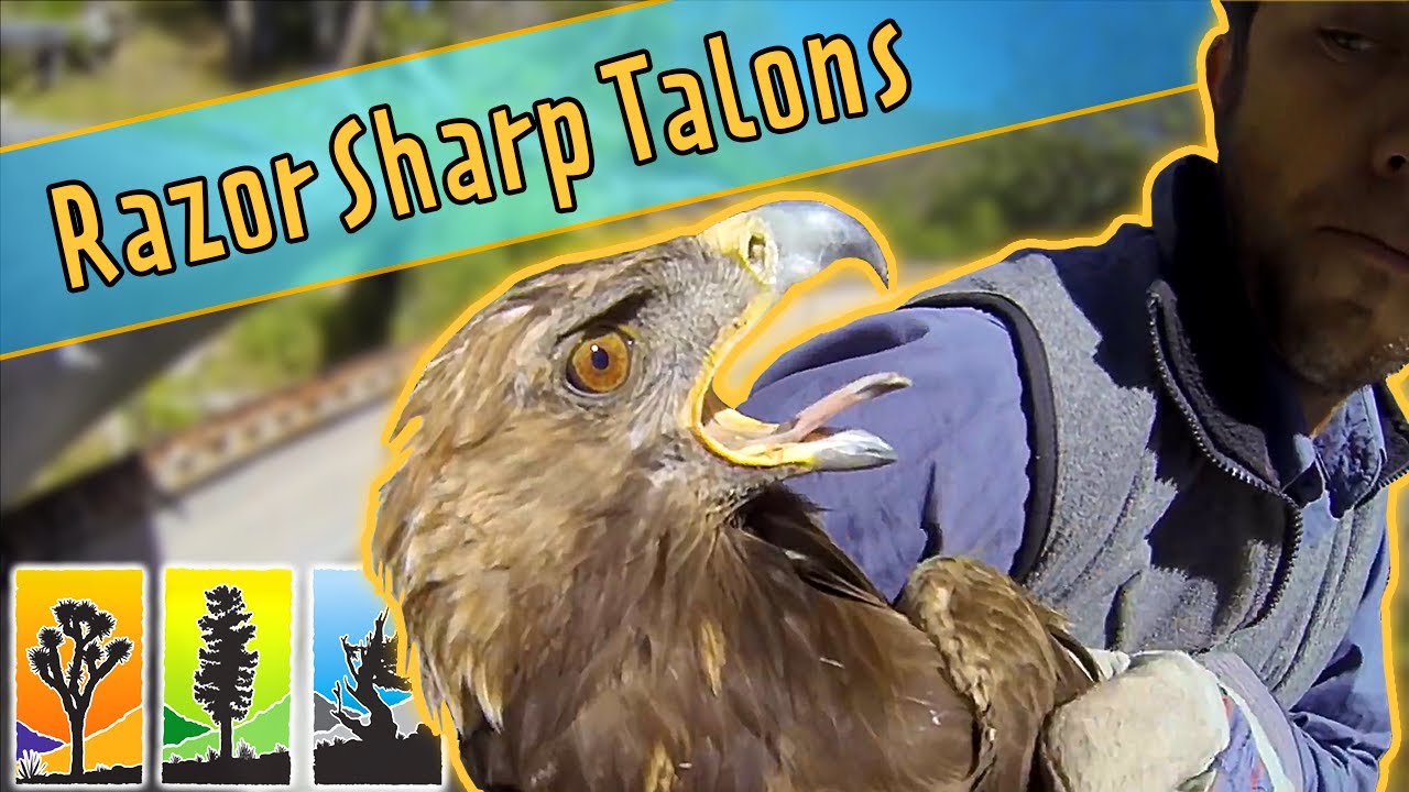 Starving Golden Eagle Rescued from certain Death!