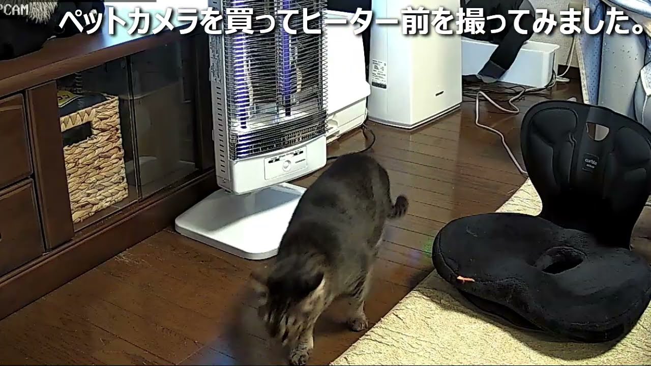 ペットカメラを買って猫達を撮ってみた。