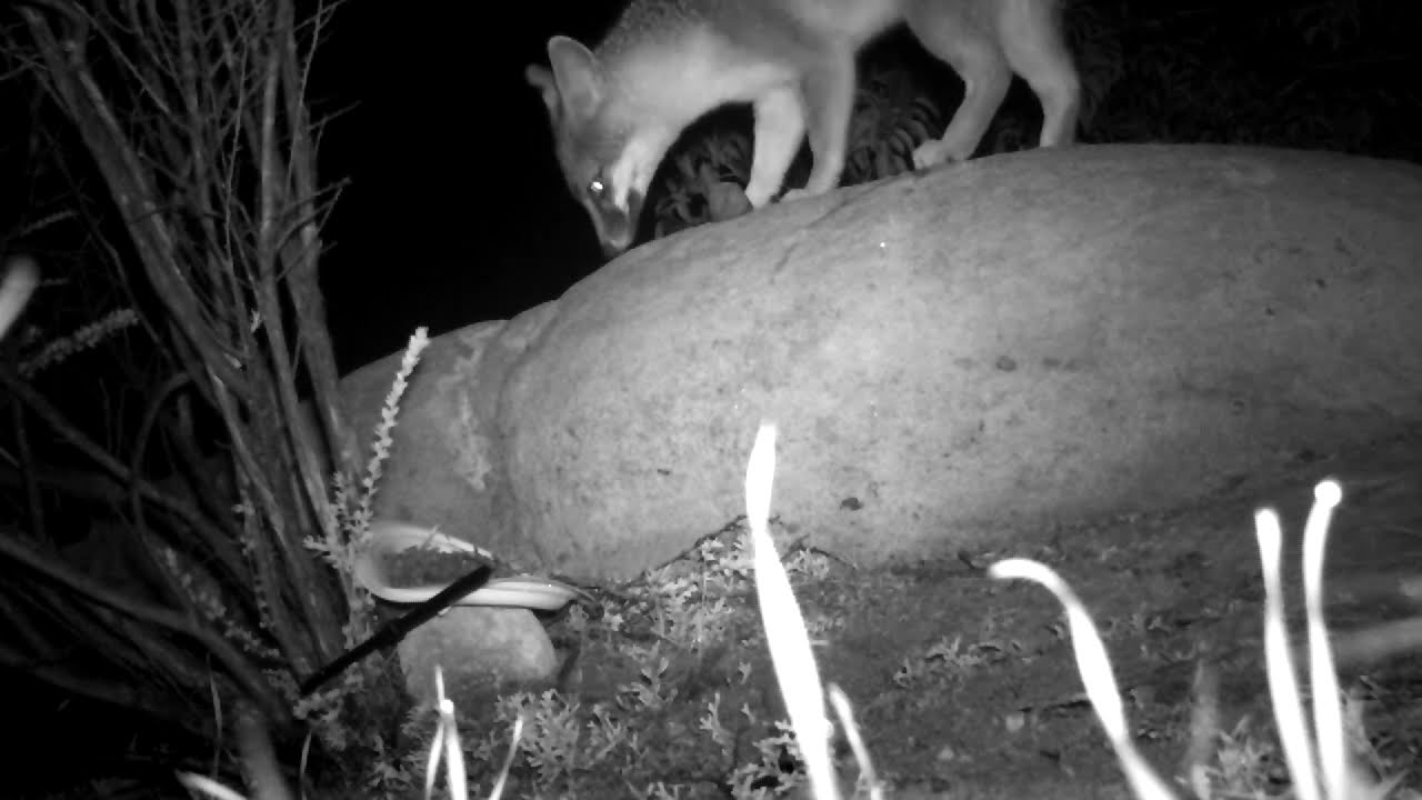 Gray fox urine marking on rock