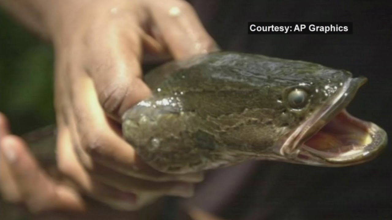 South Carolina DNR asks anglers to kill, report Northern Snakehead sightings