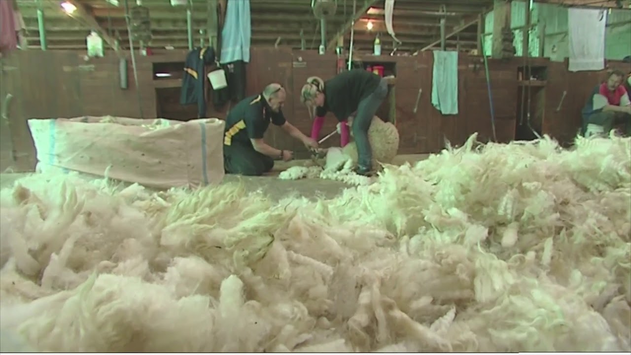 Wool Harvesting Careers