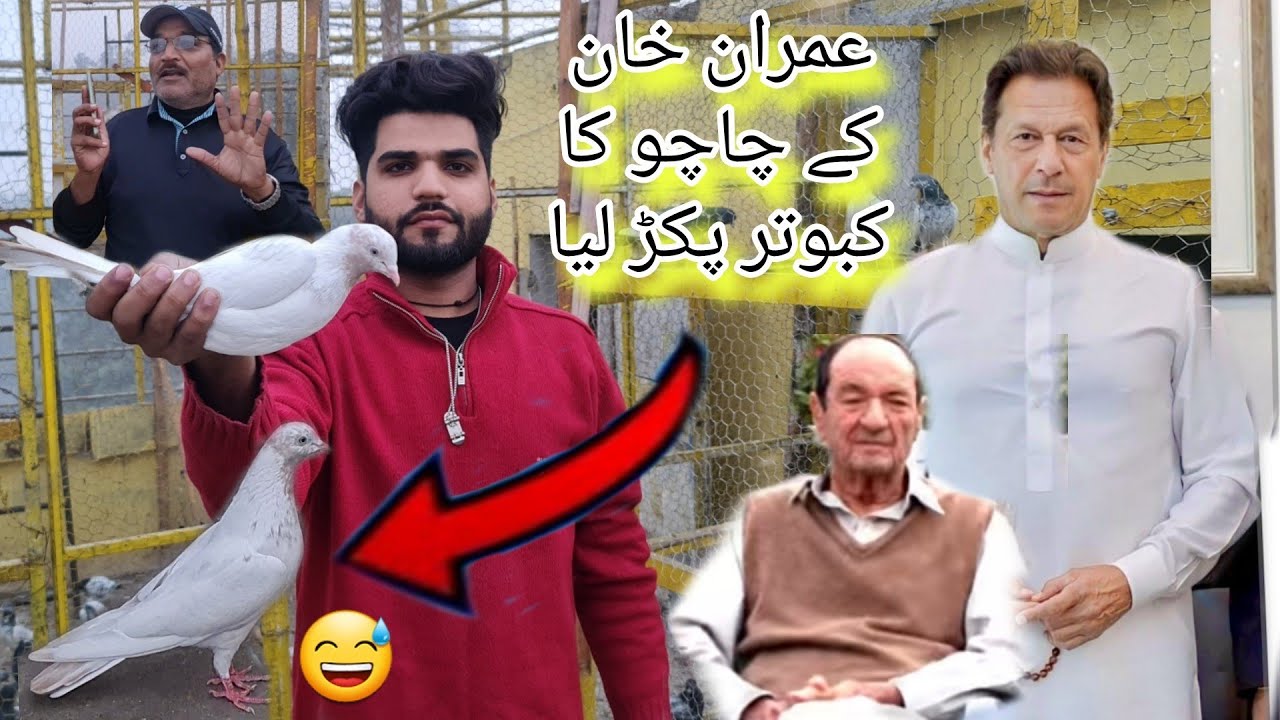 Imran khan k chachu ka kaboter pakar liya 😂😂 Ustad ikhlaq khan ka Ksm se 😂🕊