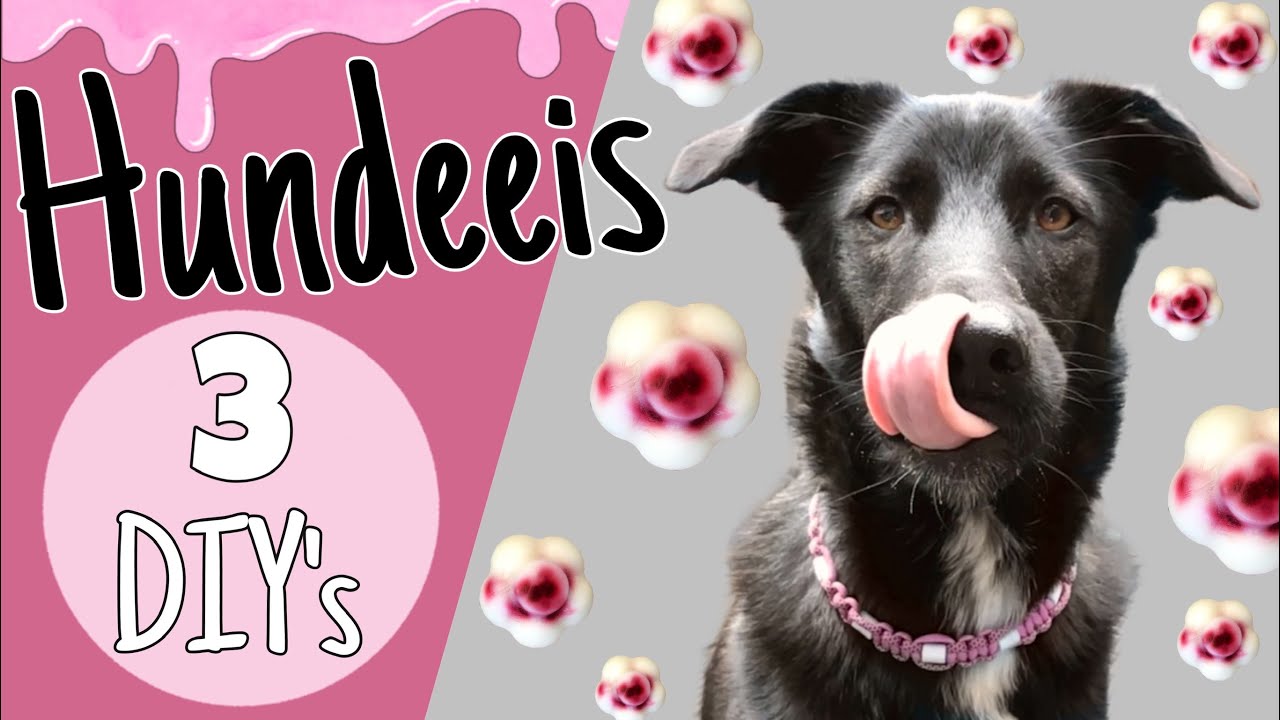 DIY Hundeeis selber machen | 3 schnelle und einfache Rezepte