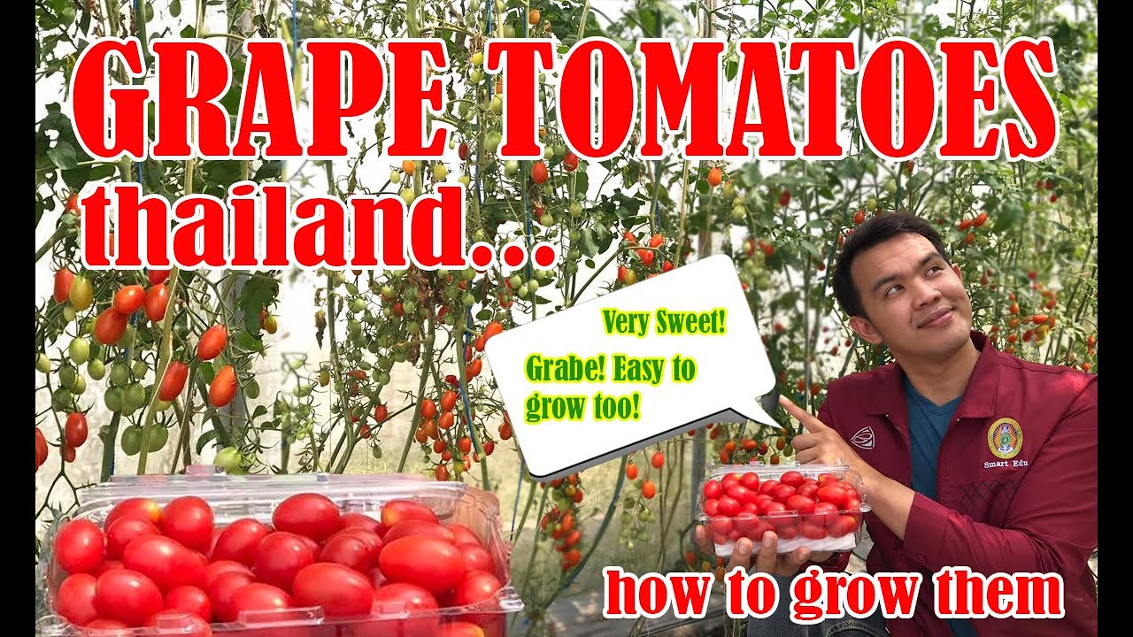 Grape Tomatoes in Thailand / How to grow them - Learn the concept