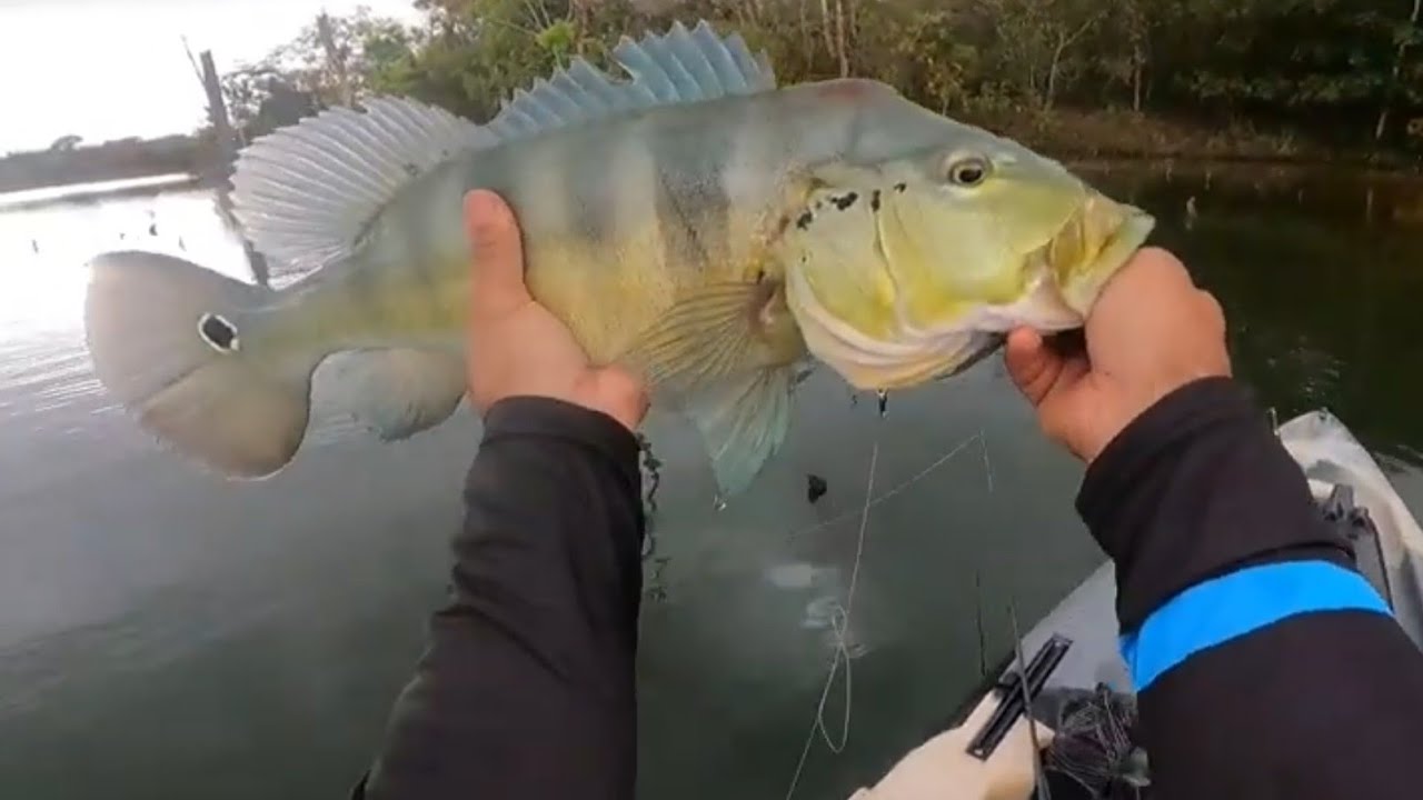 Em busca dos grandes tucunarés azuis do Rio Verdinho. #viral #fishing #pescaria #caiaque
