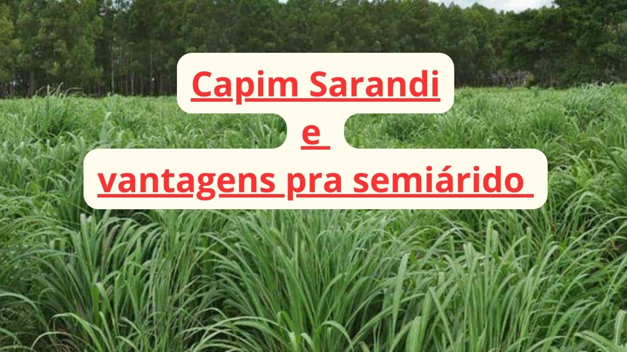 Brs Sarandi pra solos de baixa fertilidade, pra gado e outros animais #nordeste #pasto #nelore