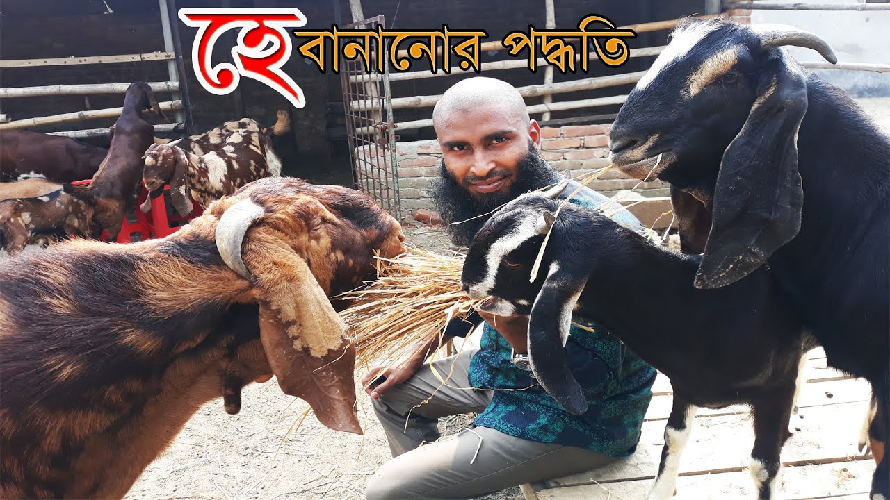ঘাস ছাড়া ছাগল পালন ।। 01988883104 ।। “হে” বানানোর পদ্ধতি ।। Hay making process