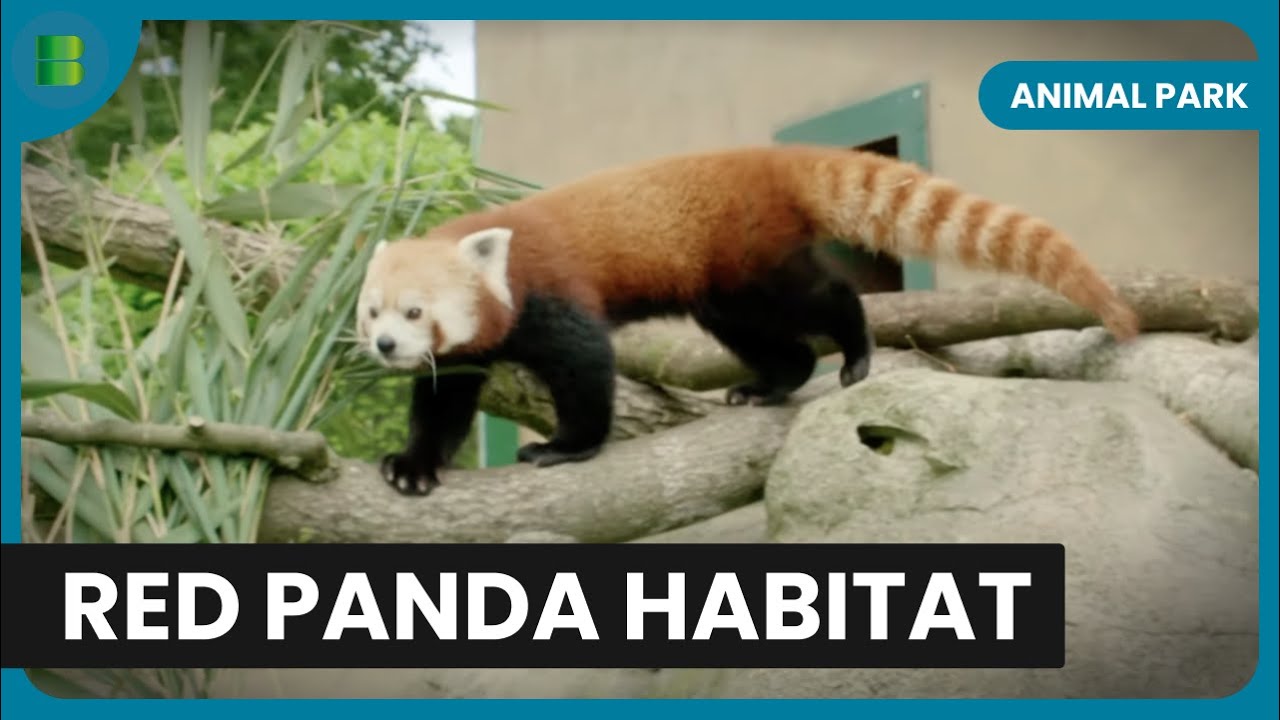 Red Pandas in the Wild! - Animal Park - Documentary