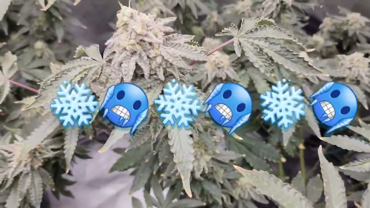 MAC-1 CAPS CUT WEEK 8