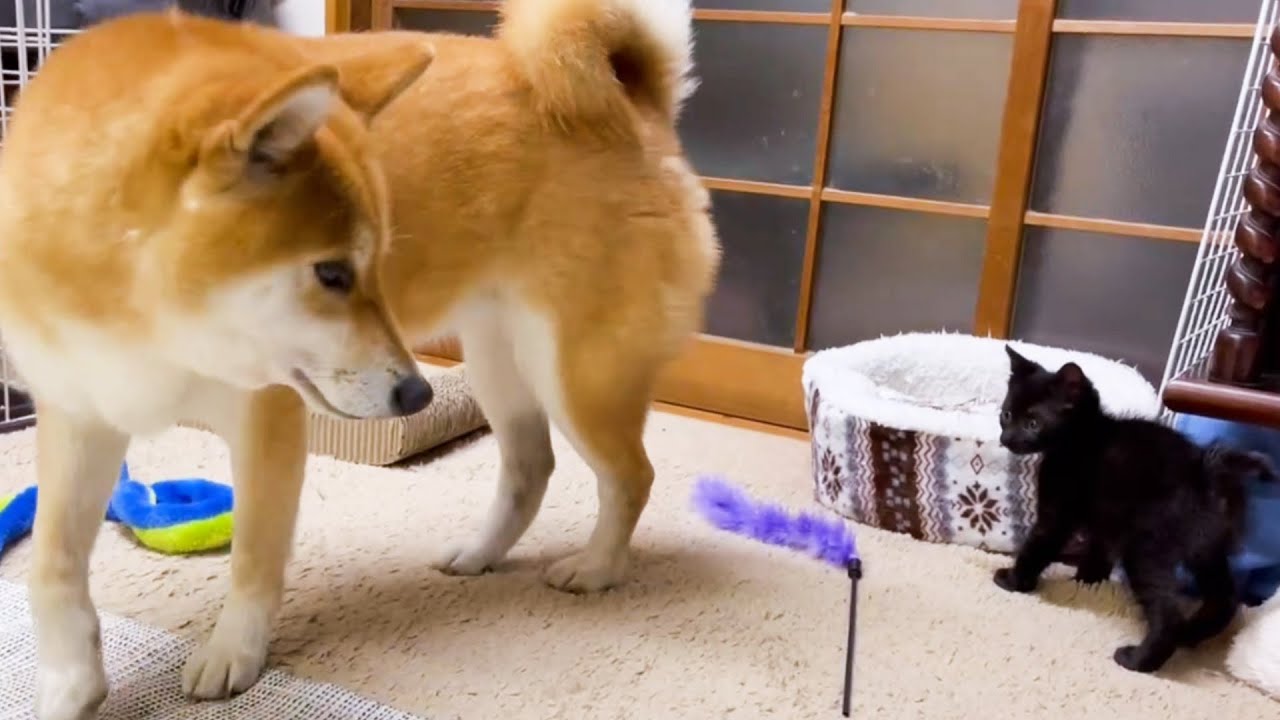 子猫と柴犬ママが一歩近づいた日♥