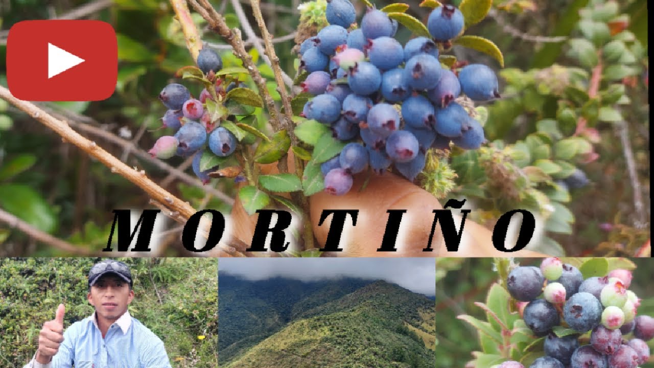 MORTIÑO - Páramos andinos del Ecuador