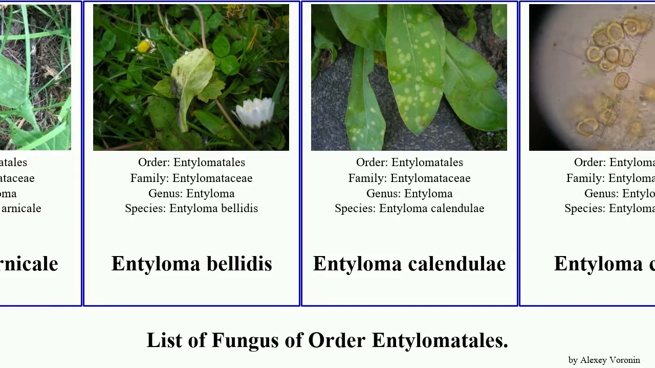 List of Fungus of Order Entylomatales. cosmi bellidis calendulae TrackTribe City helosciadii Busy