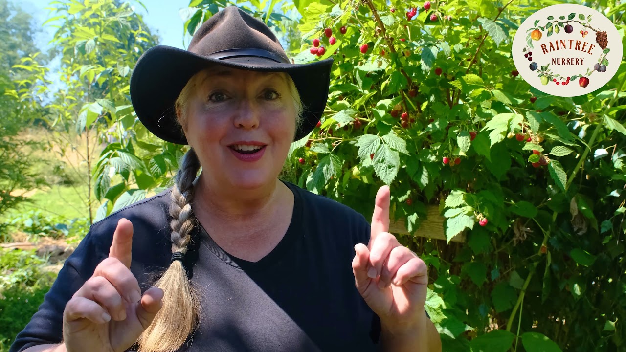 Руководство по выращиванию малины от питомника Raintree