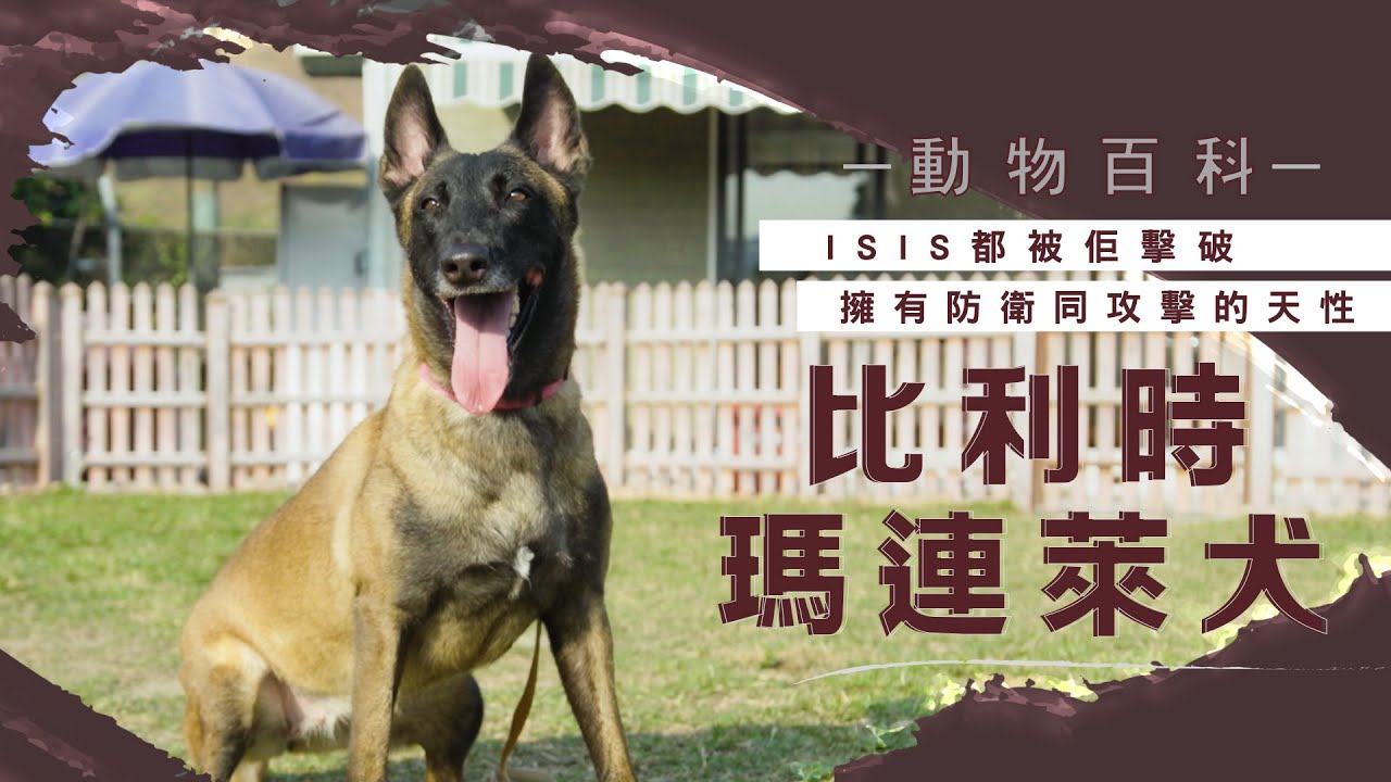 破案高手瑪蓮萊犬曾擊破ISIS 粗野天性須接受社會化及指令訓練（果籽） #動物百科 #動物蘋台