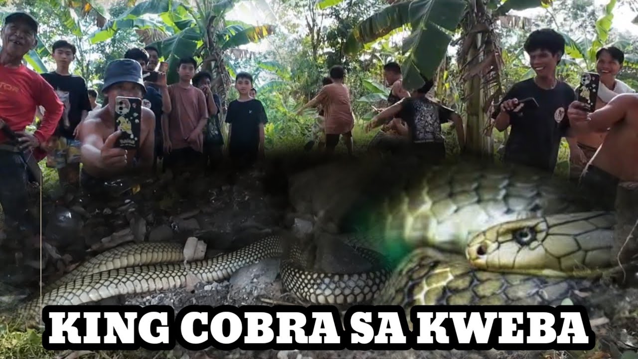 NAGSISILABASANG KING COBRA