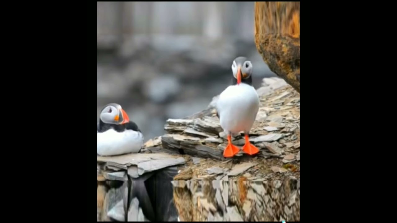 Beautiful Puffin Bird dance