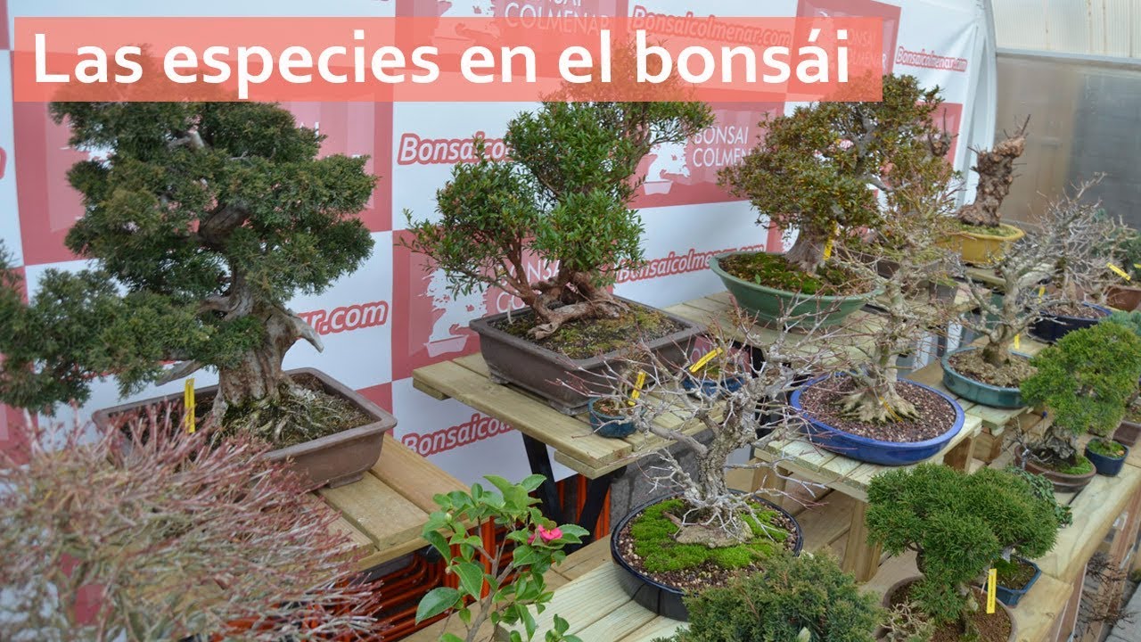 Las especies en el bonsái - Bonsai Colmenar