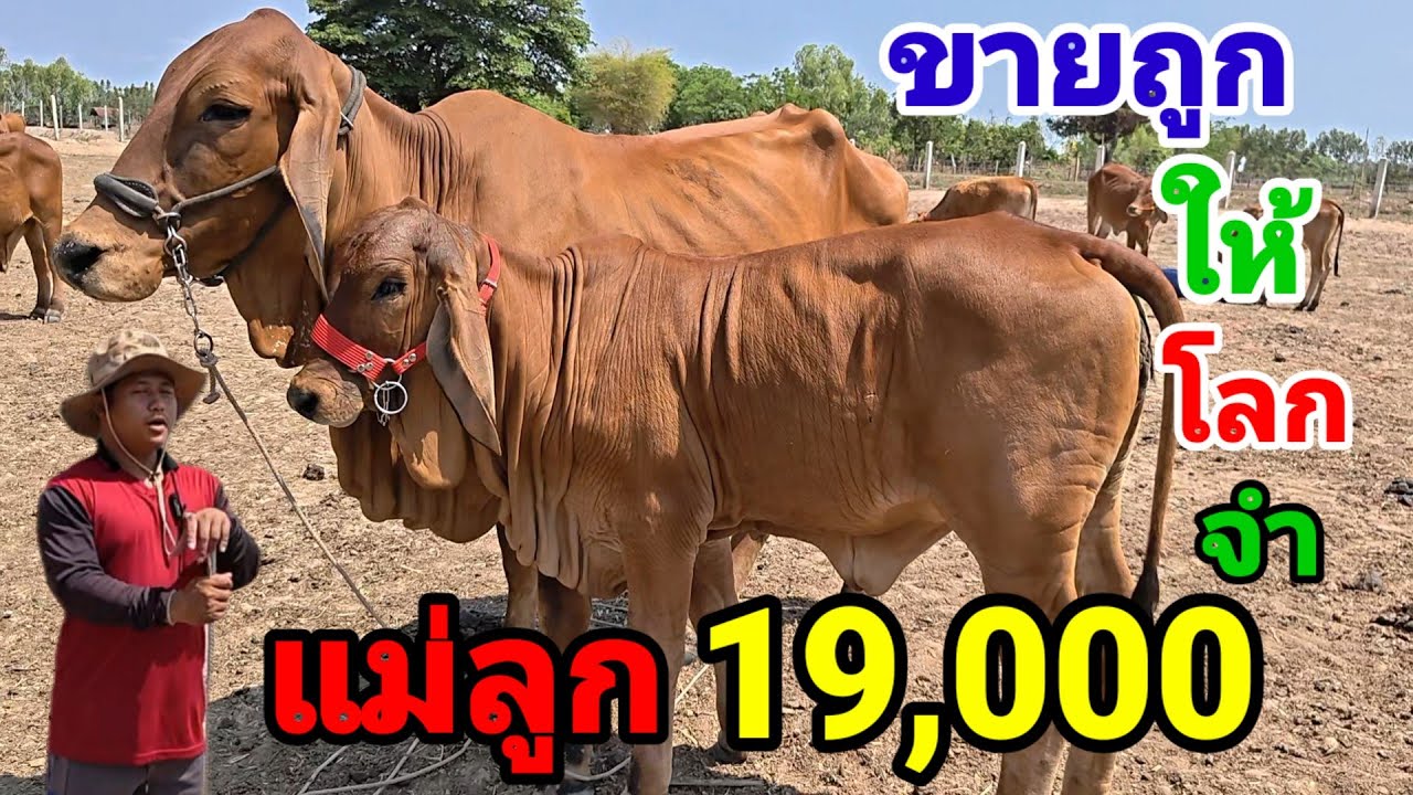 15 มี.ค.69 ชุดตั้งฟาร์ม อดีตวัวเงินแสน ลดแล้วลดอีก ส่งฟรีอีสาน15 มี.ค69