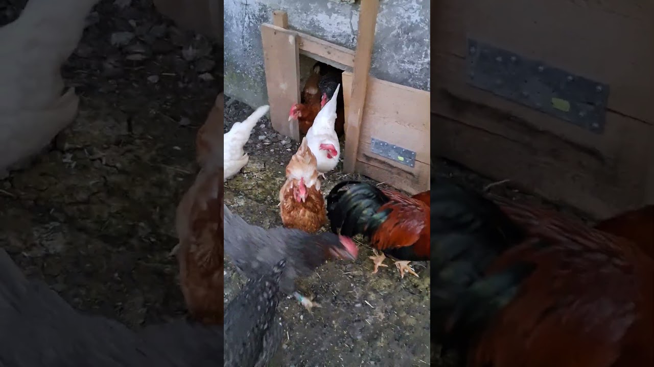 Endlich wieder raus 🐔🦆 #hühnerstall #hühner #Enten #bauernhof #freilandhaltung #bayern #franken