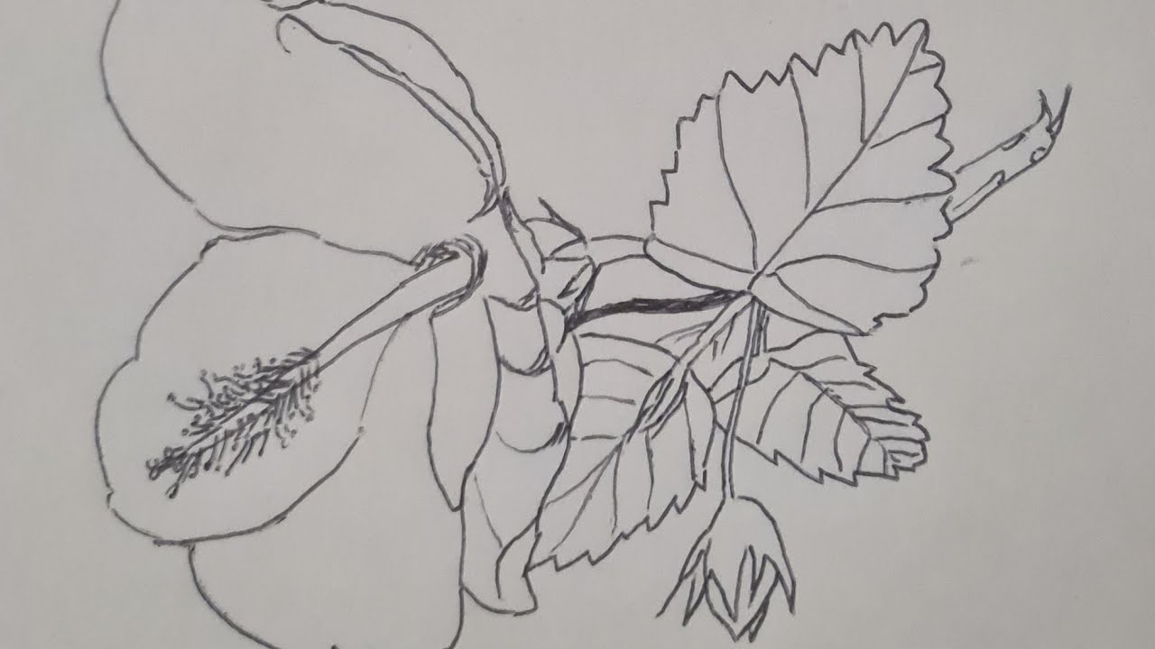 Episode 19. How to draw. A drawing study of a hibiscus 🌺. 
