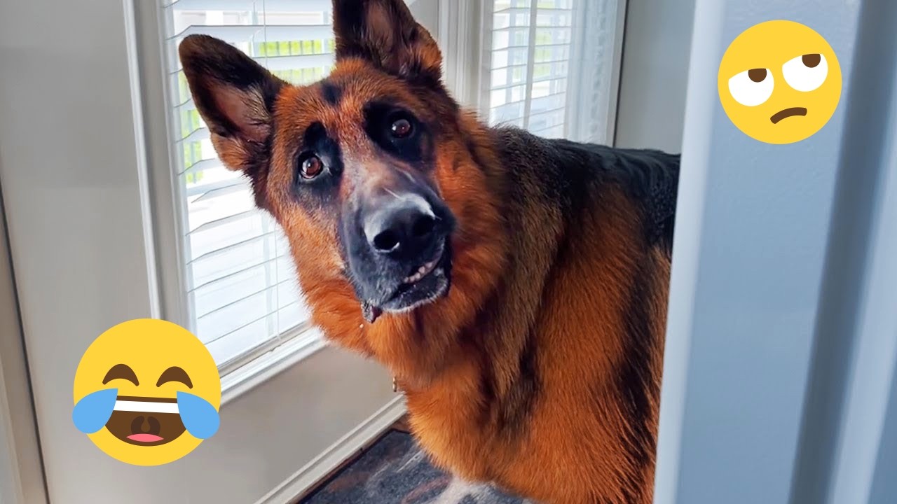 New FUNNY DOGS That Will Make You Die Laughing 🤣 Funny Animals Video 2026 #28