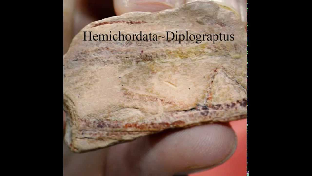 Fossils; Hemichordata