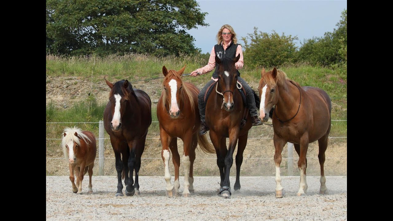 Emma Massingale Synchronicity Horses