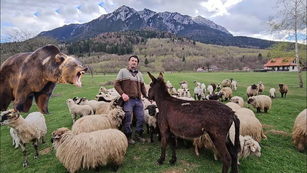 URSUL A SARIT PE CIOBANUL IONUT,IN MUNTII PIATRA CRAIULUI.CAINII AU INTERVENIT LA TIMP.
