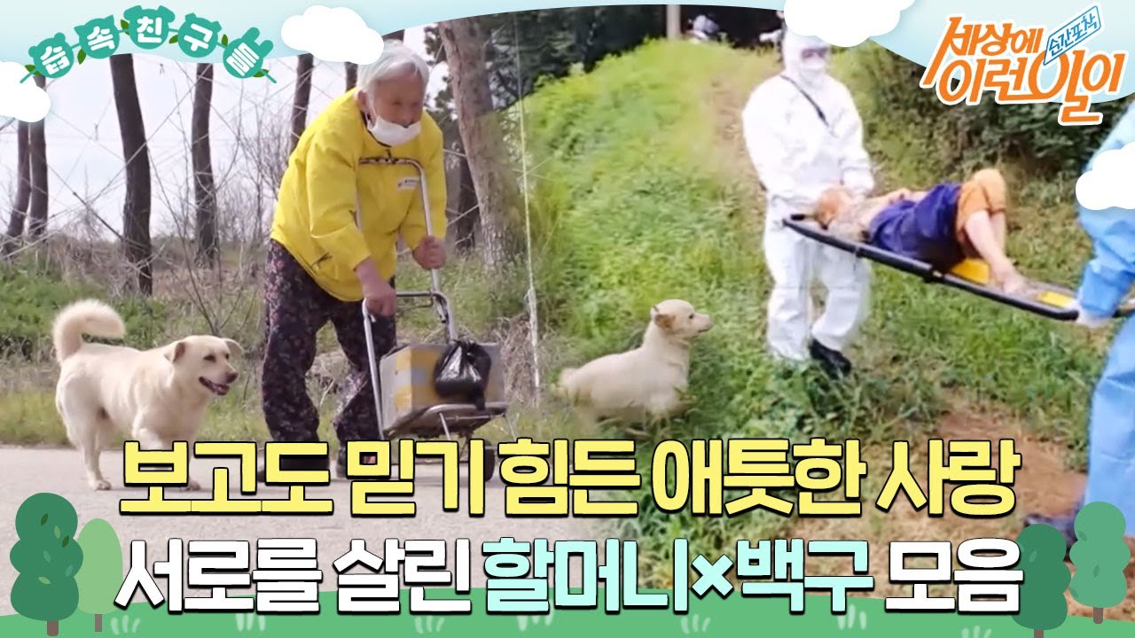 [#습속친구들] 보고도 믿기 힘든 애틋한 사랑 👵❤️🐶 서로를 살린 할머니×백구 모음 #순간포착세상에이런일이 #WhatonEarth #SBSstory
