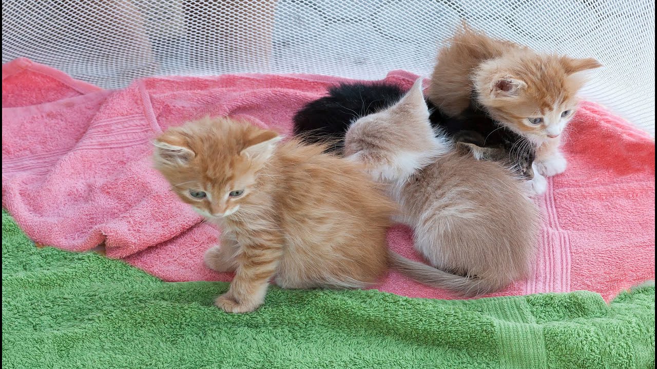 Baby Kitten’s Cute Meows – Calling Mom & Making Friends on the Farm!