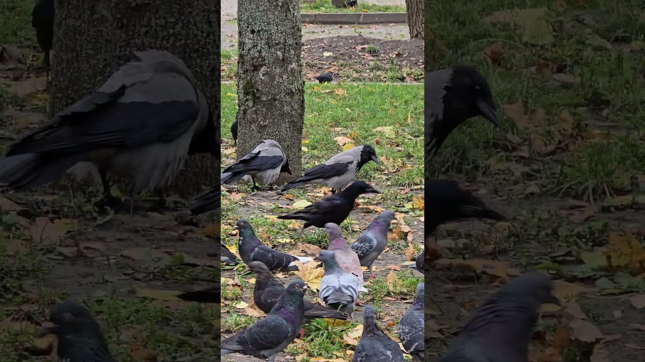 Two Hooded Crows Communicating in Autumn Park 🐦&zwj;⬛🍂