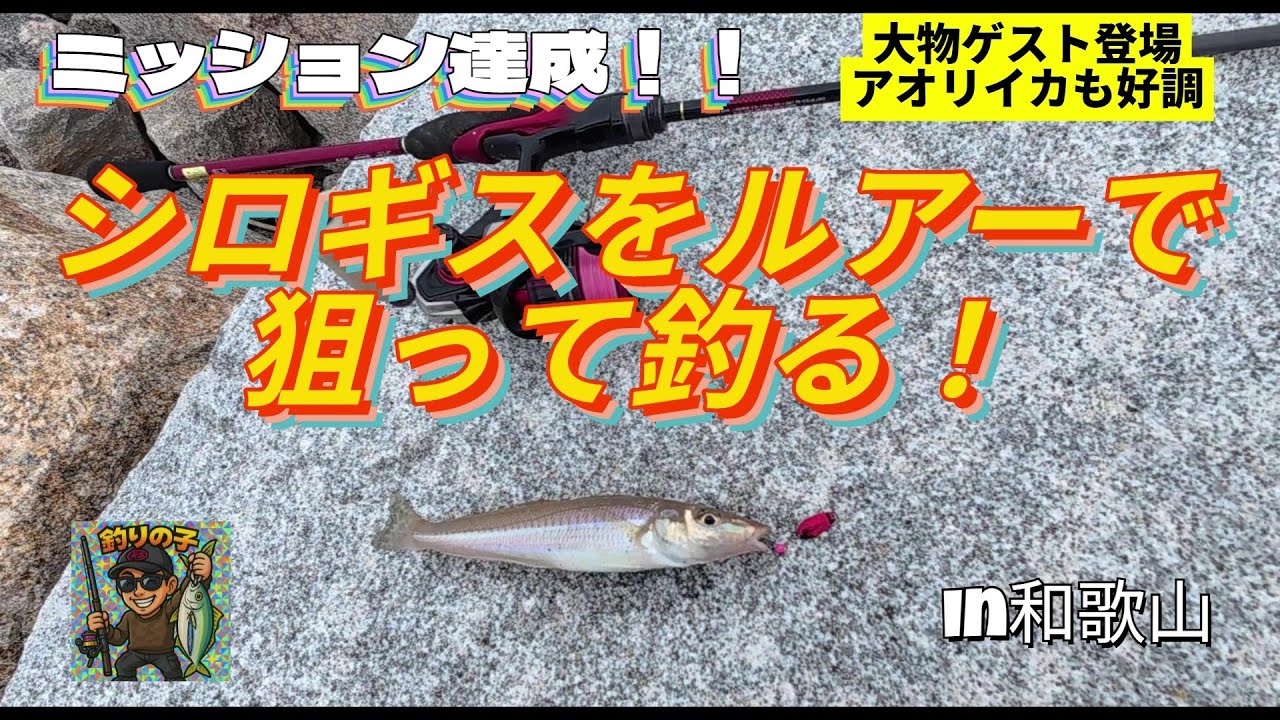 【和歌山】シロギスはルアーで狙って釣れる！大物ゲスト・アオリイカも好調♪#ちょい投げ#キス釣り#シロギス#ライトゲーム#アジング#メバリング#ルアーフィッシング