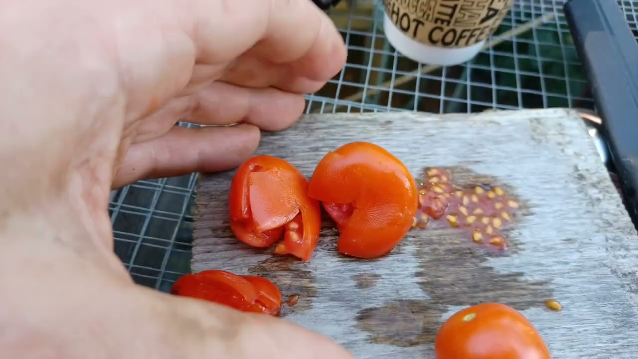 Ta frö från tomat