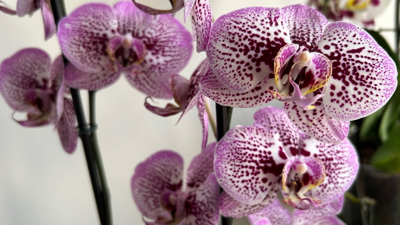Phalaenopsis Black Stripe - replante em vaso raso de cerâmica e dicas de cultivo.
