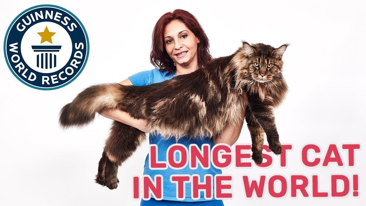 Barivel: The Longest Cat in the World! - Guinness World Records