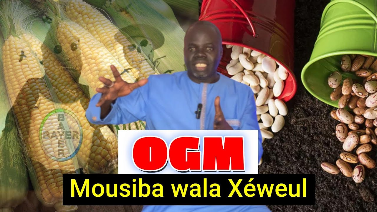 OGM: Mousiba la, wala Xéweul. Diangate bou am solo avec Pr Ousmane Ndiaye - SAMA XALAAT TV