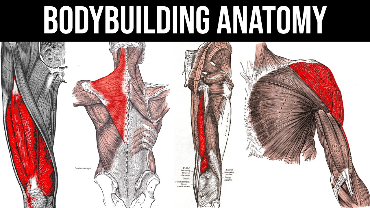 Muscle Anatomy for Bodybuilding 2025 - Best Exercises, Muscle Functions