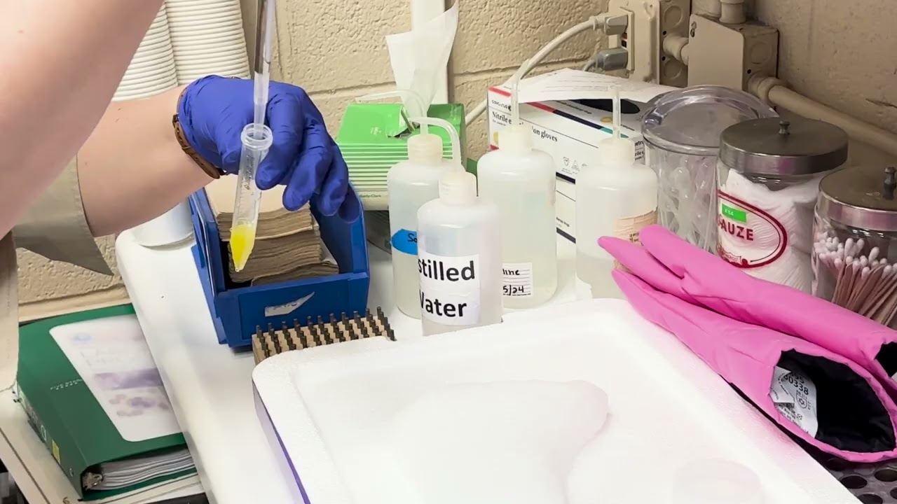 Preserving Red Wolf DNA