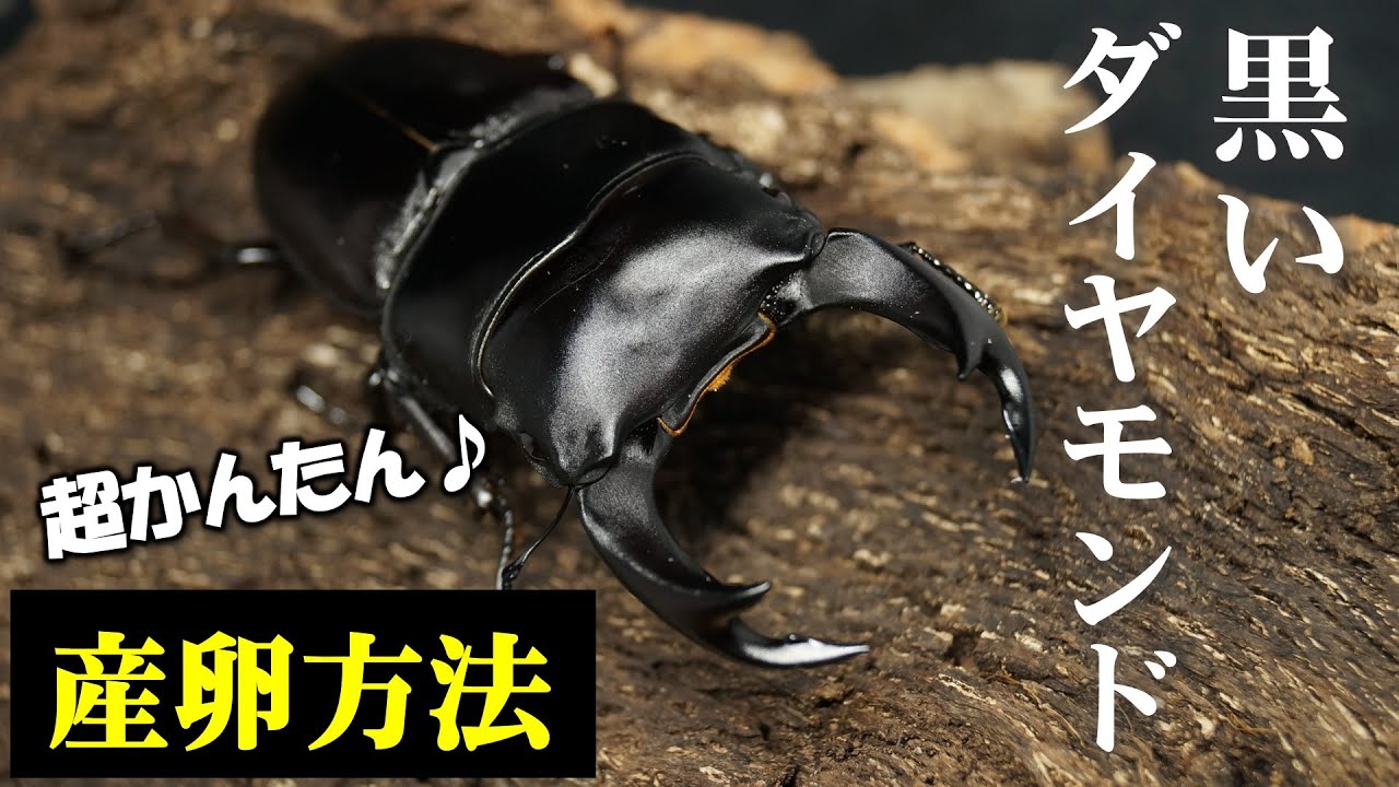 【産卵セット】オオクワガタを繁殖しよう♪～産卵編～