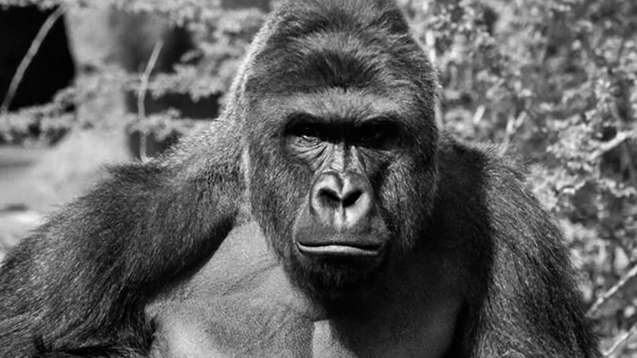 Lose Your Kid (Eminem Harambe Parody)