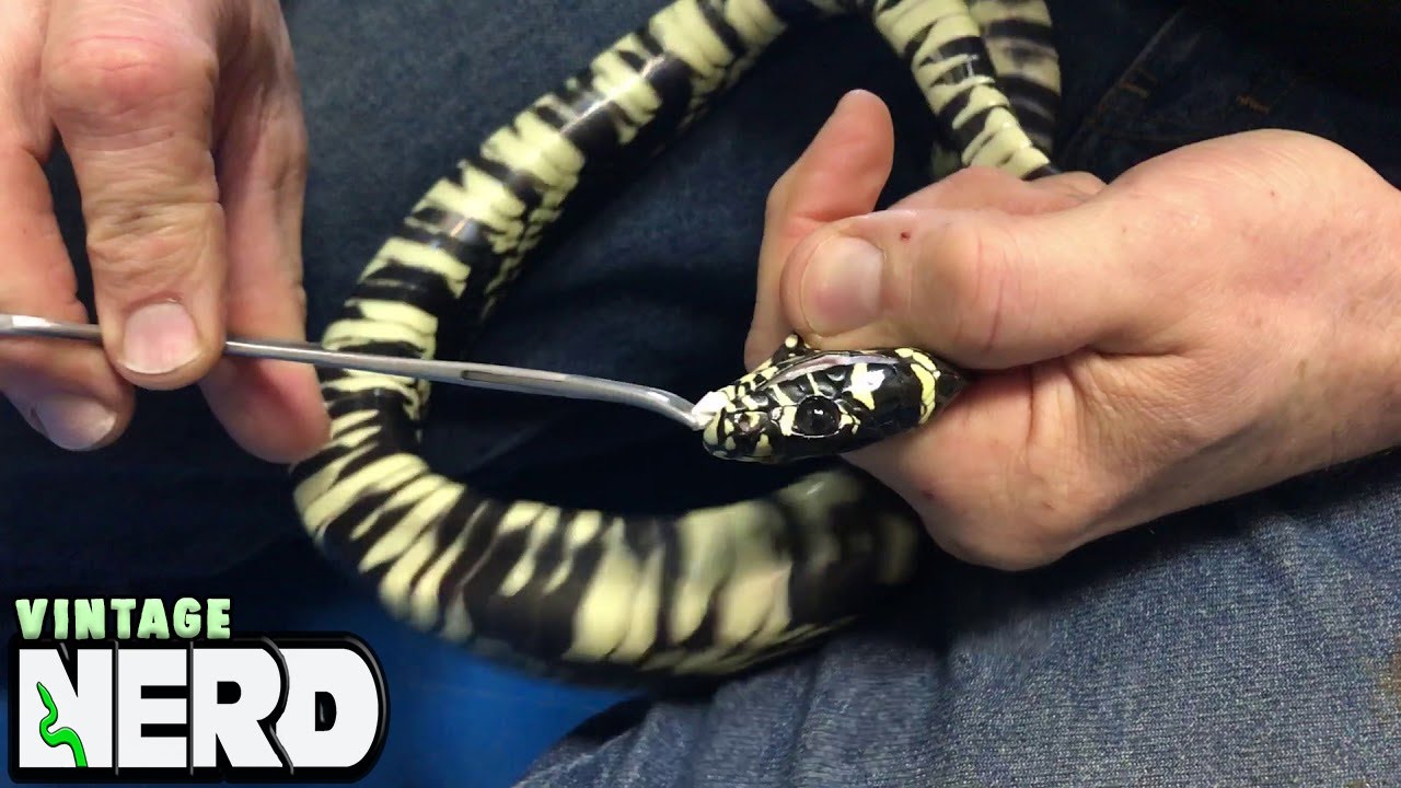 How to give a Snake oral medication.