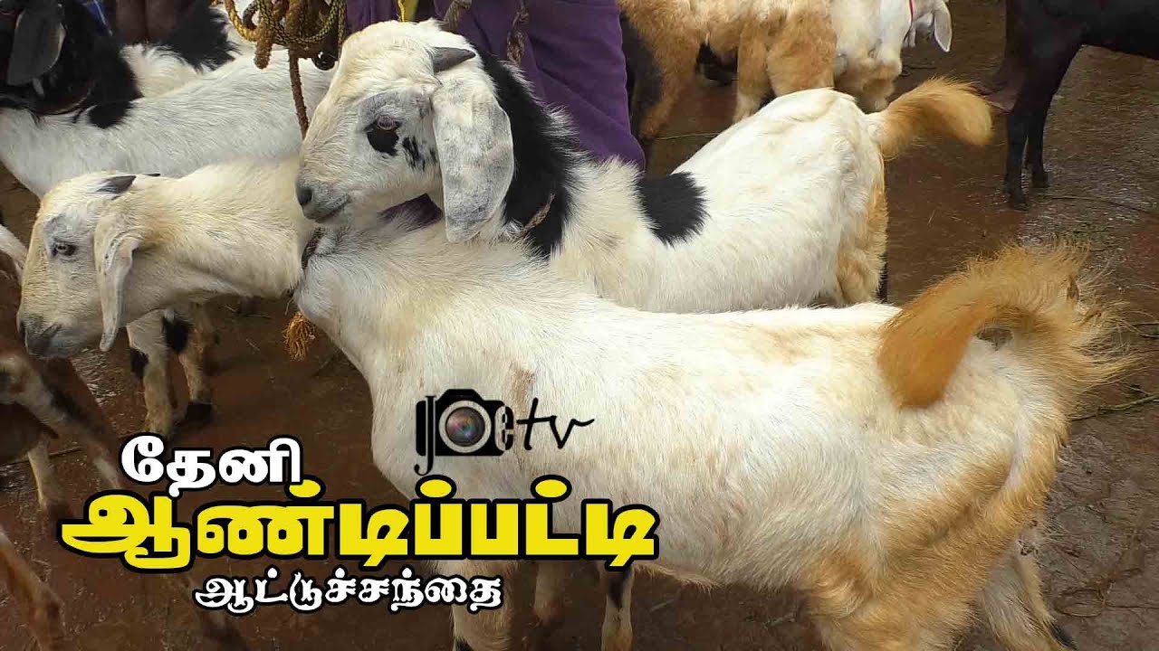 Andipatti goat market | ஆண்டிபட்டி ஆட்டுசந்தை