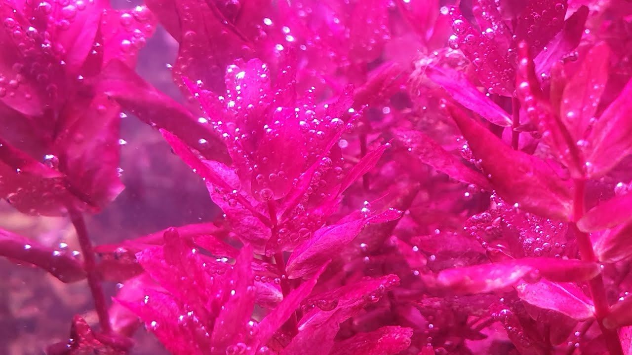水草新手篇34 |想知道水草為什麼會變紅|花青素誕生幾個關鍵| 一次搞懂|