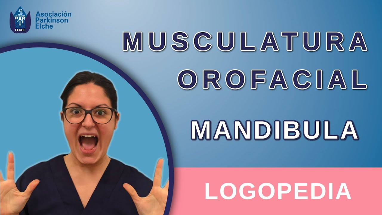 Musculatura Orofacial - Mandíbula | Logopedia