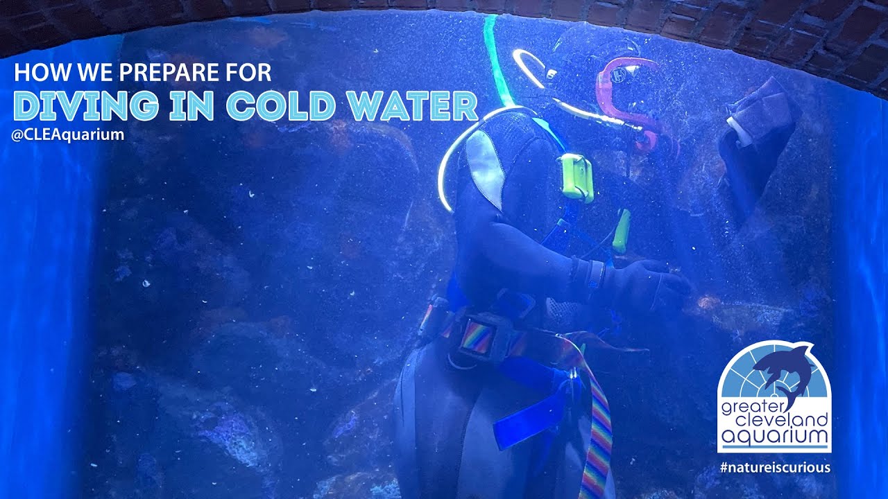How Does a Cold-Water Diver Stay Warm?