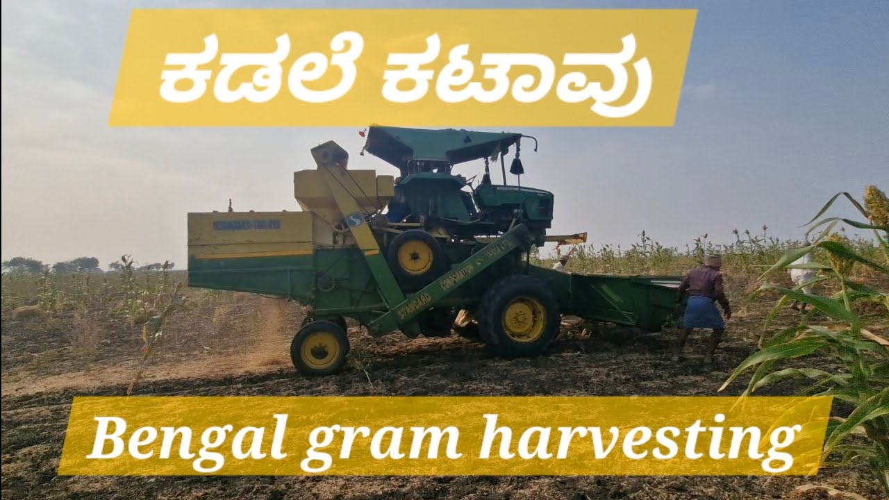 Bengal gram harvesting–Farm to Kitchen| ಹಳ್ಳಿಯಿಂದ ಅಡುಗೆ ಮನೆಗೆ | ಕಡಲೆ ಬೆಳೆ ಕಟಾವು #chickpea harvesting