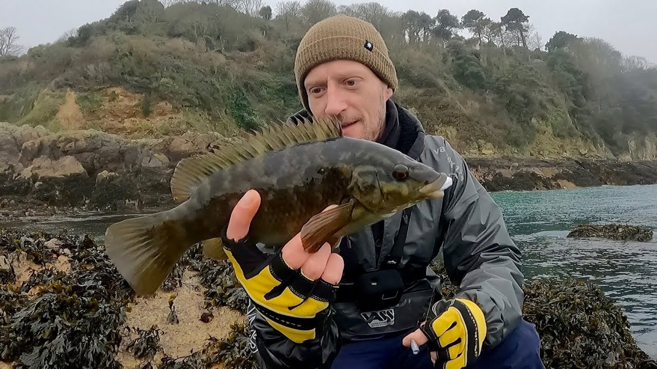 WINTER WRASSE FISHING | TEXAS RIGGING | LURE FISHING FOR WRASSE